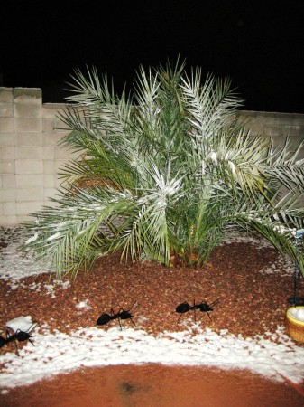 Snow storm in Vegas