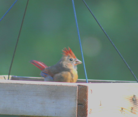 Young male Cardinal