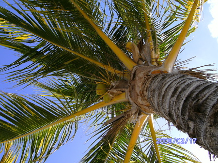 Coconut Tree