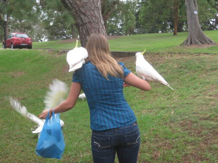 feeding the bird in Sydney