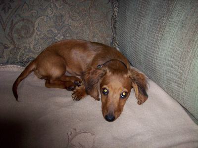 Now she LOOKS like a doxie!!