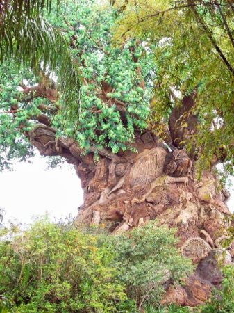 Tree of life in Animal Kingdom