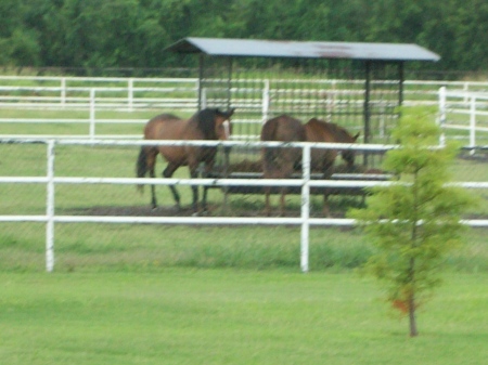 some of our horses