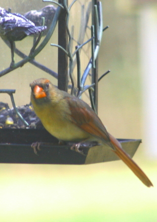 Female Cardinal