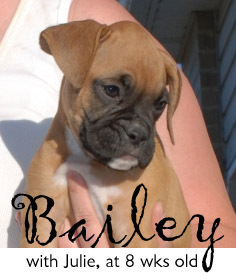 Our new Boxer puppy...Bailey