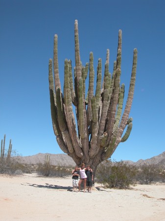 Big ass Cactus