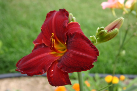 daylily