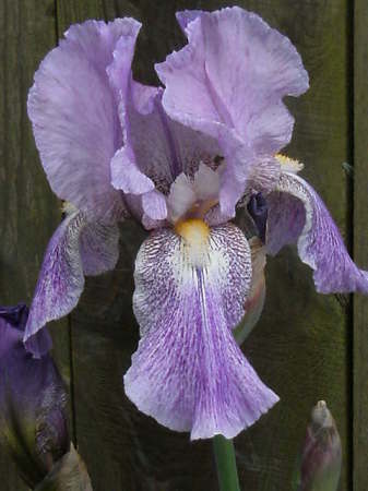 Giant Lavendar Iris