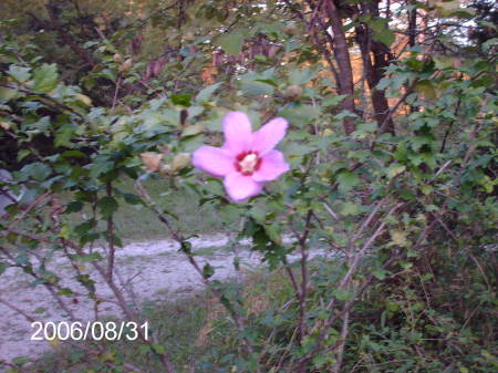 Beautiful Flower