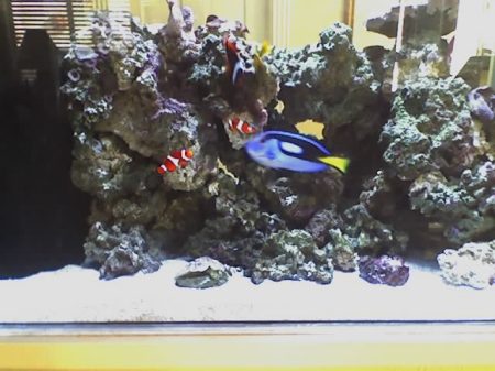 My saltwater aquarium!