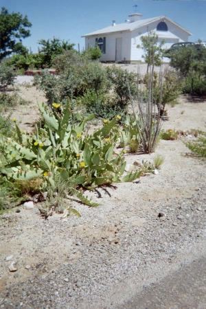 CATUS IN THE SOUTHWEST HIGH DESERT