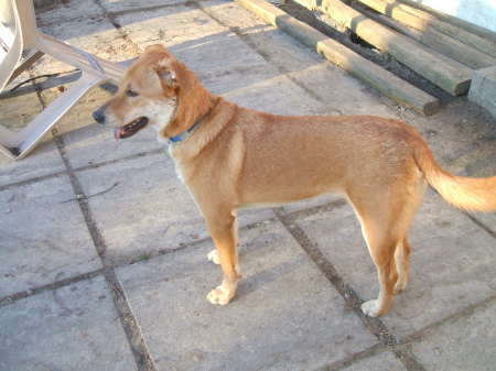 Golden, one of the Family Dogs