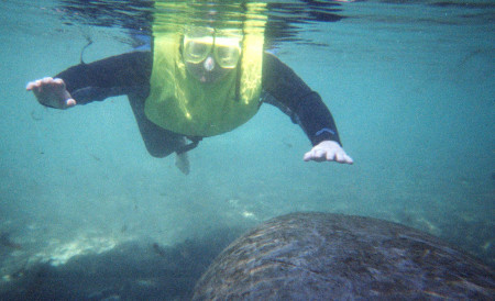 Swimming with manatees in Florida