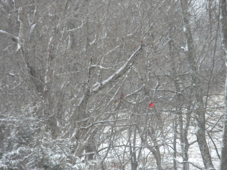 Can you see the cardinals hiding in the trees?