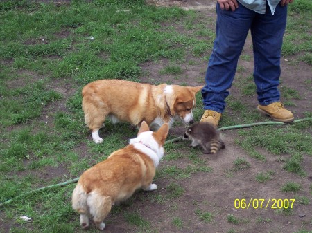 Me, my Corgis and a raccoon we rescued