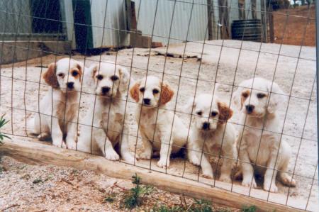 Setter Pups