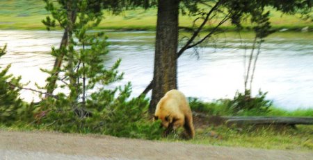 Big Yellow Grizzly by side of road