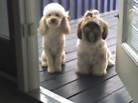 My two fur babies at the back door