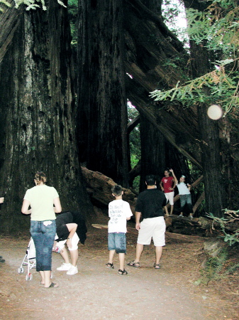 In the Redwoods, CA, with kids and grandkids