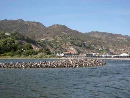 Pelicans at Malibu lagoon