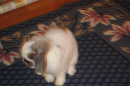 Pet bunny, Miles