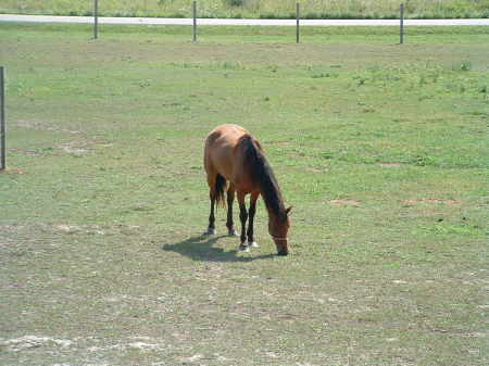 My sons horse "Star"