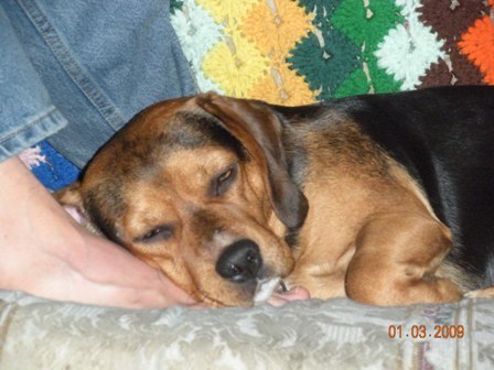 a snoozing hound