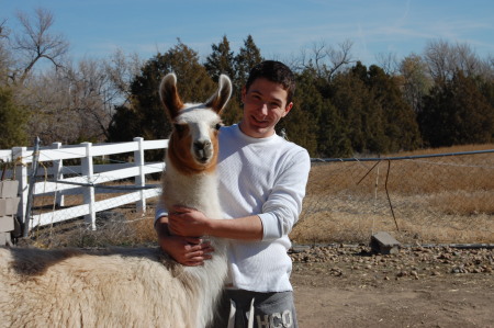 The poster children of llamas and men