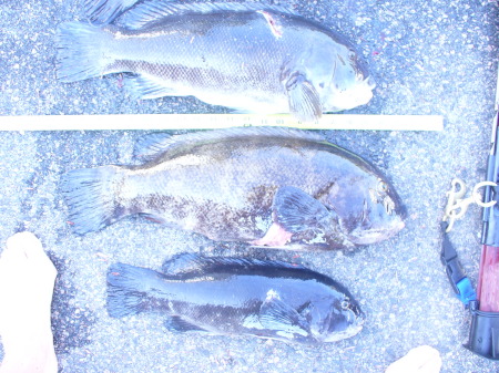 22"-24"" tautog