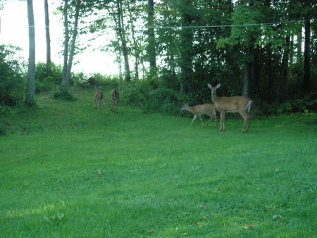 Deer in my backyard