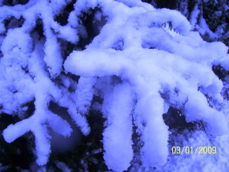 close up of pine needles