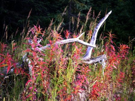 Old Wood Snag with Fireweed ~ Falls Creek Area