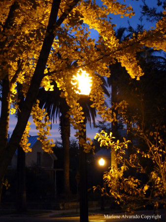 Street light on 23 & N, Sacramento, CA