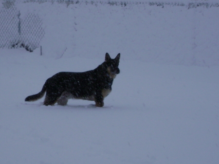 Mugsy in backyard