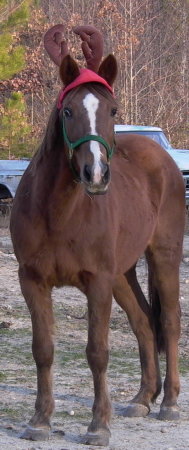 One of my Reindeer/Horses Little Babe