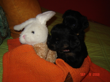 pups and the bunny