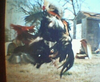 Dad's fightin Roosters
