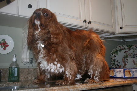 Winston after a winter walk