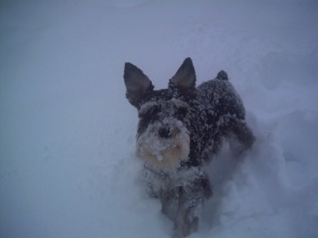 Levi - Mini Schnauzer