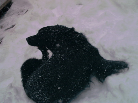 Gus in the snow