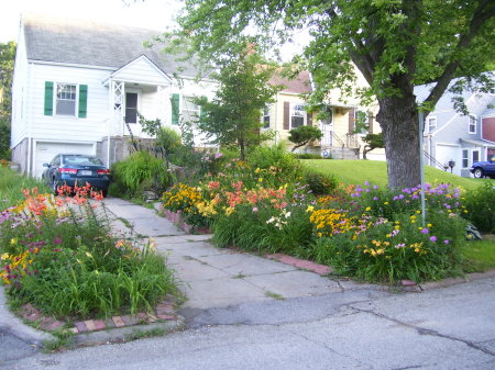 front yard summer 2008