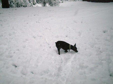 Maxx my mini-doberman pinscer in the snow