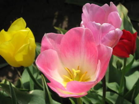 Tulip Farm, Woodburn, OR