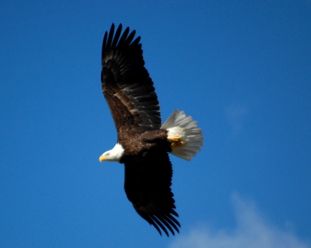 mature bald eagle