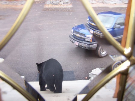 The Bear who came to my front door