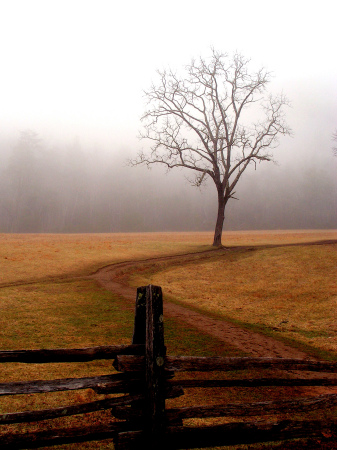 Lone tree in valley