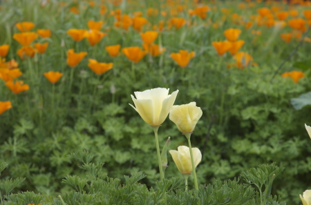 california poppy