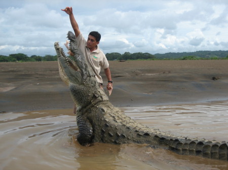 Costa Rican Croc