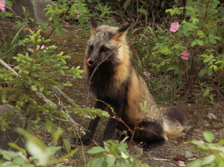 Beautiful Fox in Denali