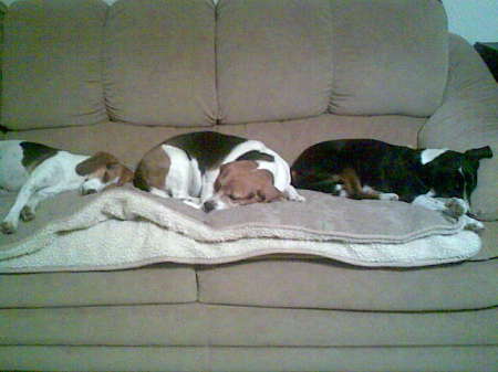 My Beagles